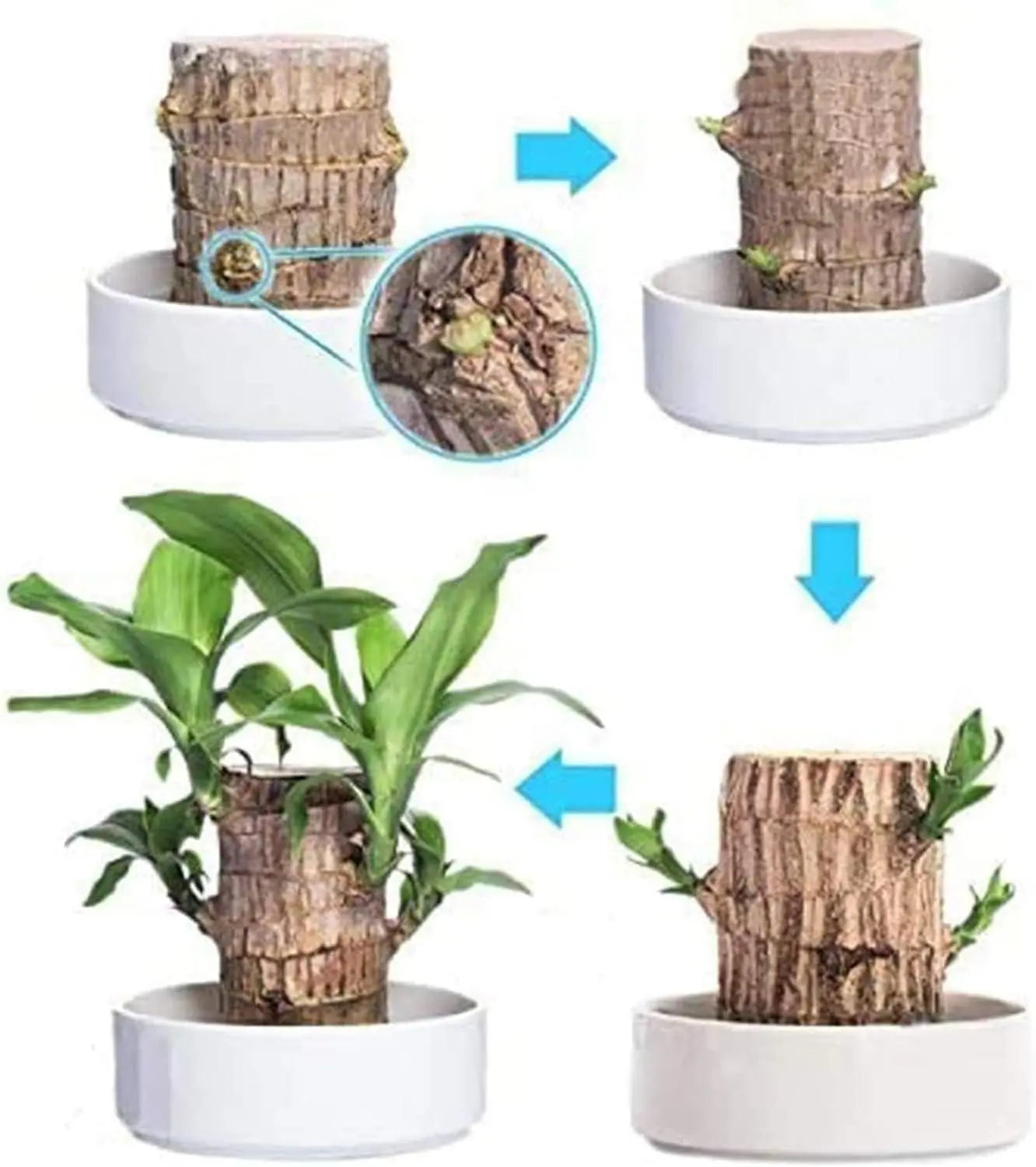 Brazilian Lucky Wood, Mini Home Plant Decorations 5921f9-c7