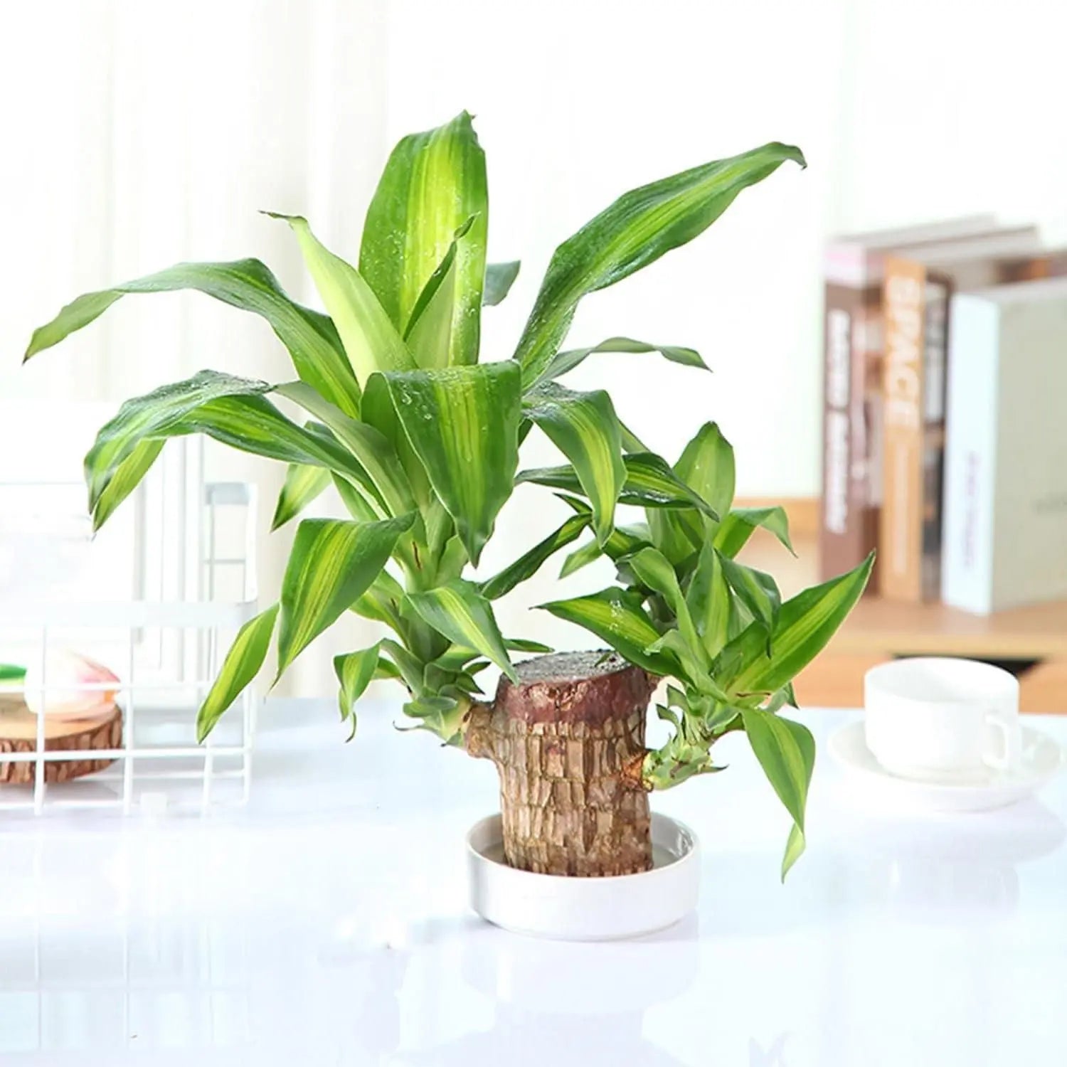 Brazilian Lucky Wood, Mini Home Plant Decorations 5921f9-c7